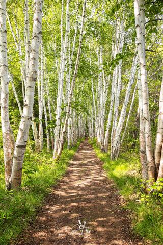 A path through Birch Trees on a sunny spring afternoon in the White Mtns.