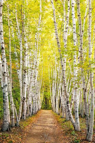 A path through Birch trees on a summer evening.