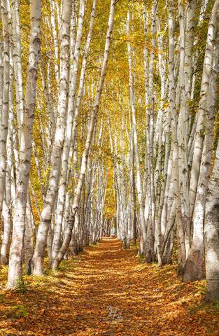 A path through Birch Trees on a sunny autumn afternoon in the White Mtns.