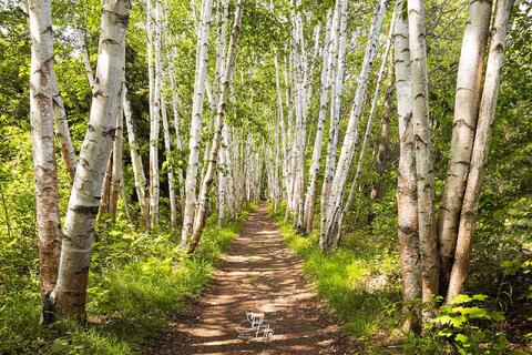 A path through Birch Trees on a sunny spring afternoon in the White Mtns.