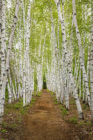 Path through a grove of Birch trees on a misty spring morning.
