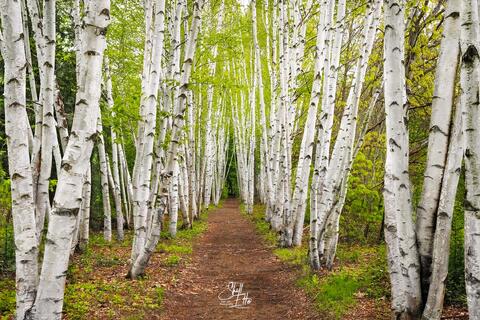 A path through Birch trees on a misty spring morning.