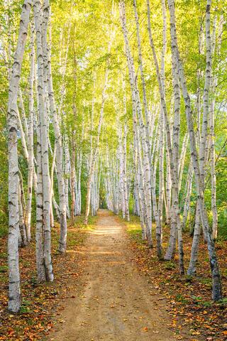 A path through Birch Trees on a sunny summer evening in the White Mtns.