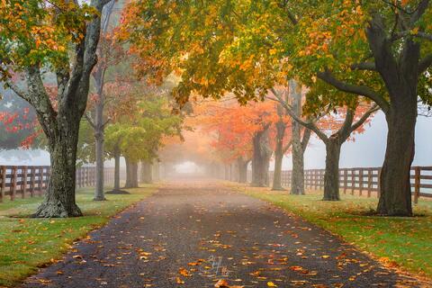 A driveway lined with Sugar Maple trees in autumn.