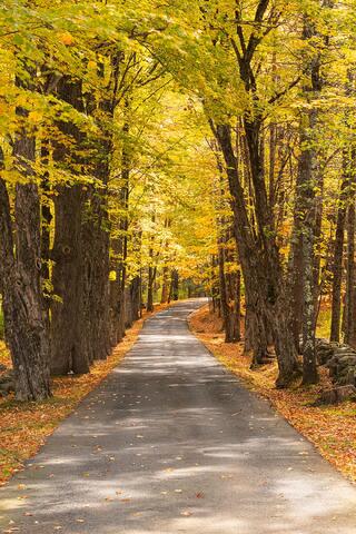 A driveway lined with Sugar Maple trees in autumn.