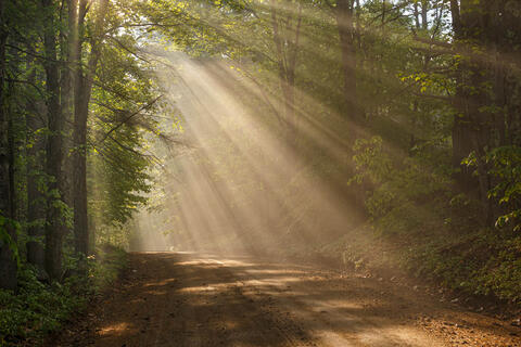 Fog Sunrays light up the trail in the woods.