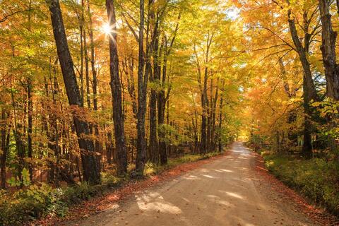 A sunstar shining through the canopy of autumn Sugar Maple trees lining a country road in NH
