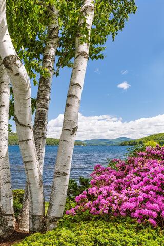 Birch Azaleas Lake Shore