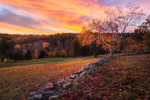 Sunrise Birch Field