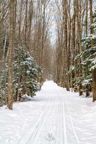 The Lincoln Woods trail through the birches in winter on the Kancamagus Hwy in Lincoln, NH