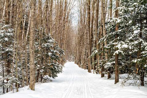 The Lincoln Woods trail through the birches in winter on the Kancamagus Hwy in Lincoln, NH