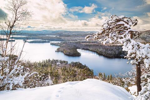 Fresh Snow Deer Prints Squam Lake