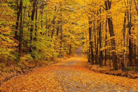 A leaf covered road surrounded by autumn maple trees.