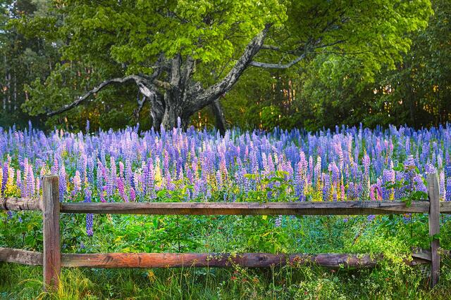 A rustic fence framing the field of multicolored Lupines.