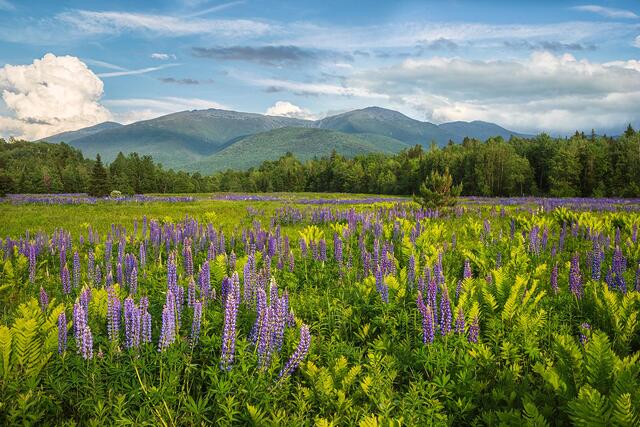 A field of Wild Lupines with a majestic backdrop of the Presidential Mountains.