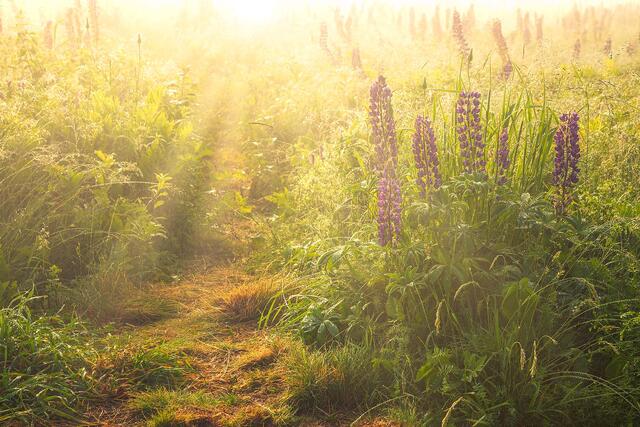 Lupine Fog Rays Sunshine