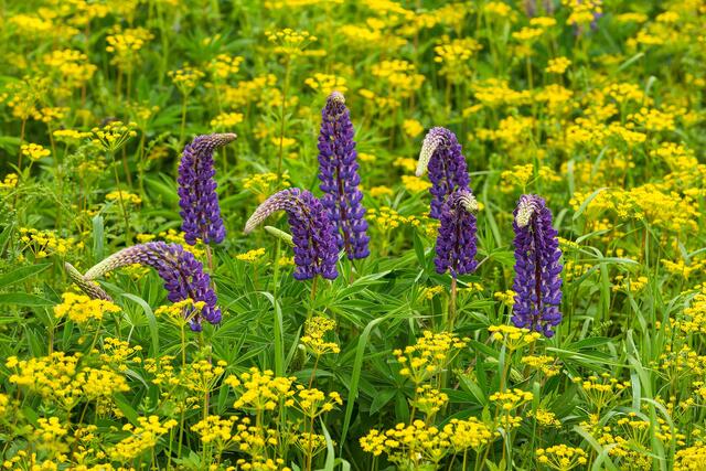 A family of Lupines reminding me of Giraffes.