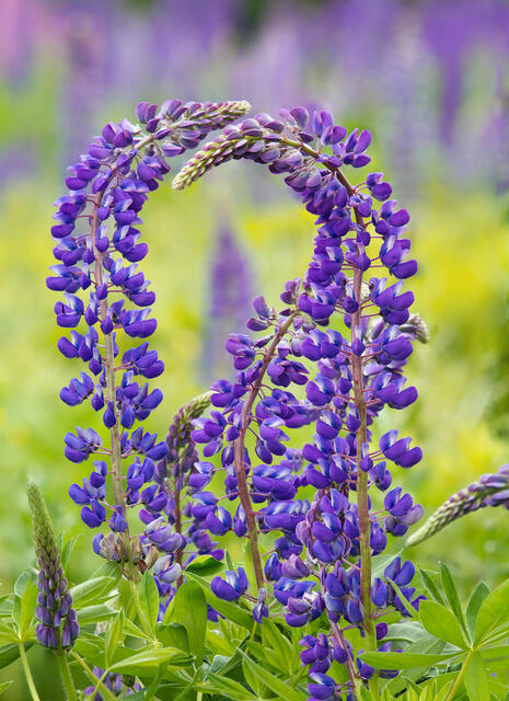 Lupines blooming in the shape of a heart.