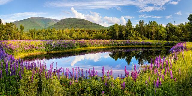 Lupine pond with Mt Adams in the background.