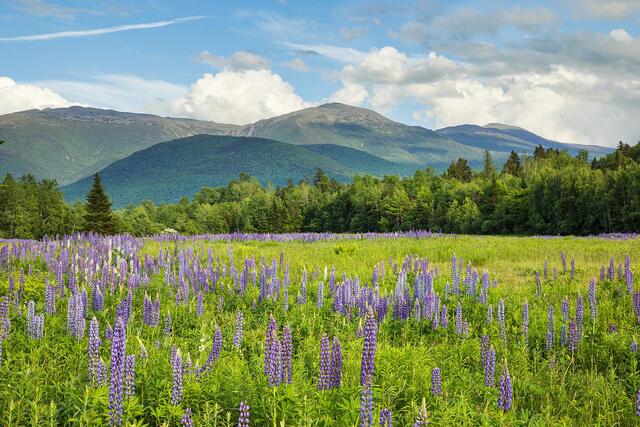 A field of Wild Lupines with a majestic backdrop of the Presidential Mountains.