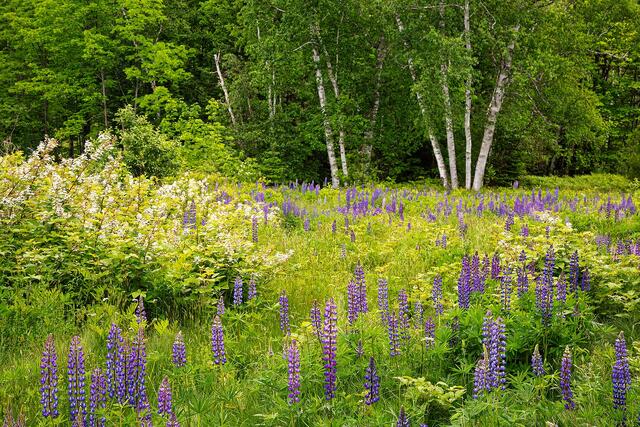 A field of Lupines, Raspberries and White Birch trees.