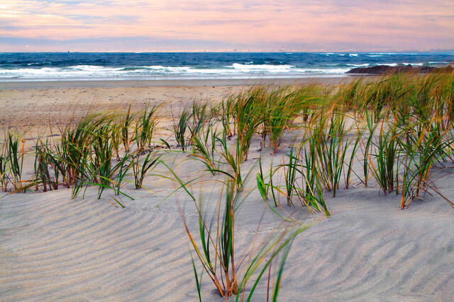 Tall grass waves in the rippled sand as the dawn sky turns pink at Hampton Beach State Park.