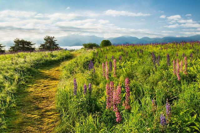 A mowed path through the field of Lupines in Sugar Hill leading to the Franconia Mountain range.