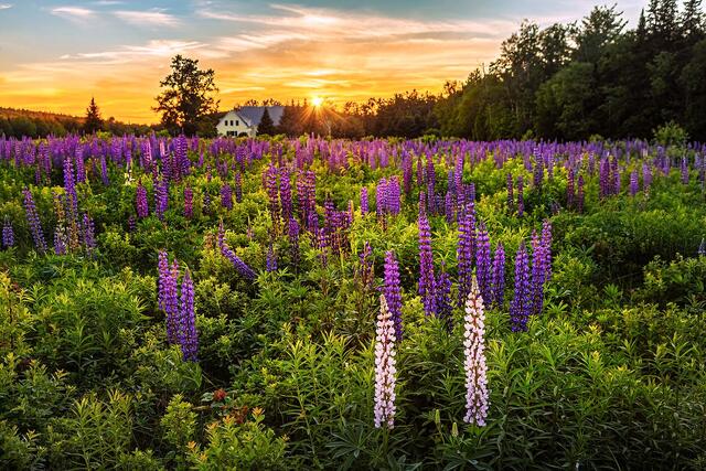 A pair of Pink Lupines in a field of purple Lupines at sunset.