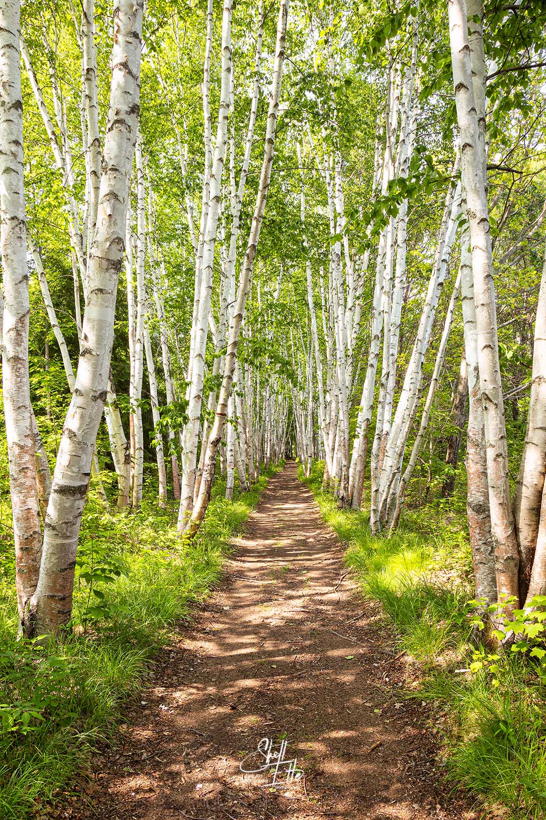Birch Path Spring Afternoon A path through Birch Trees on a sunny spring afternoon in the White Mtns.