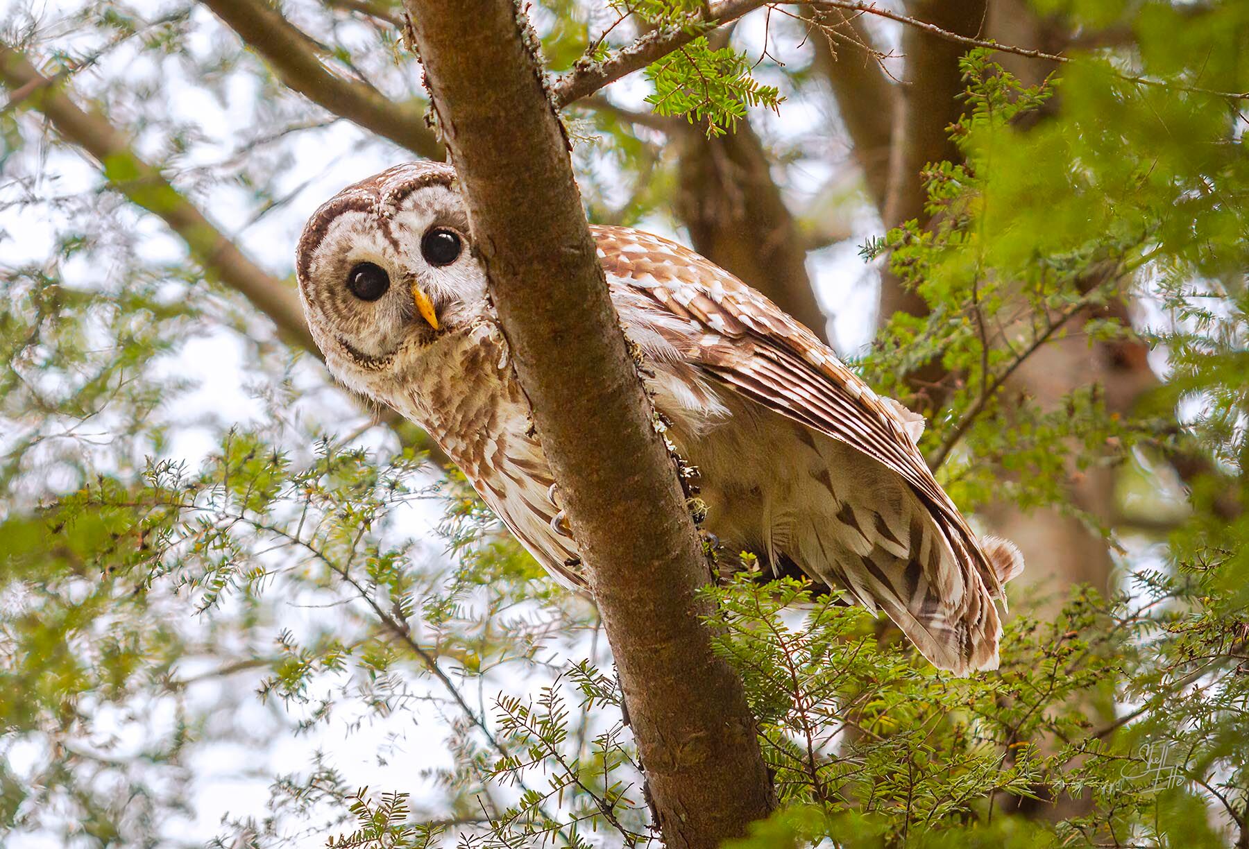Barred Owl Looking Down wildlife, animals, , barred owl