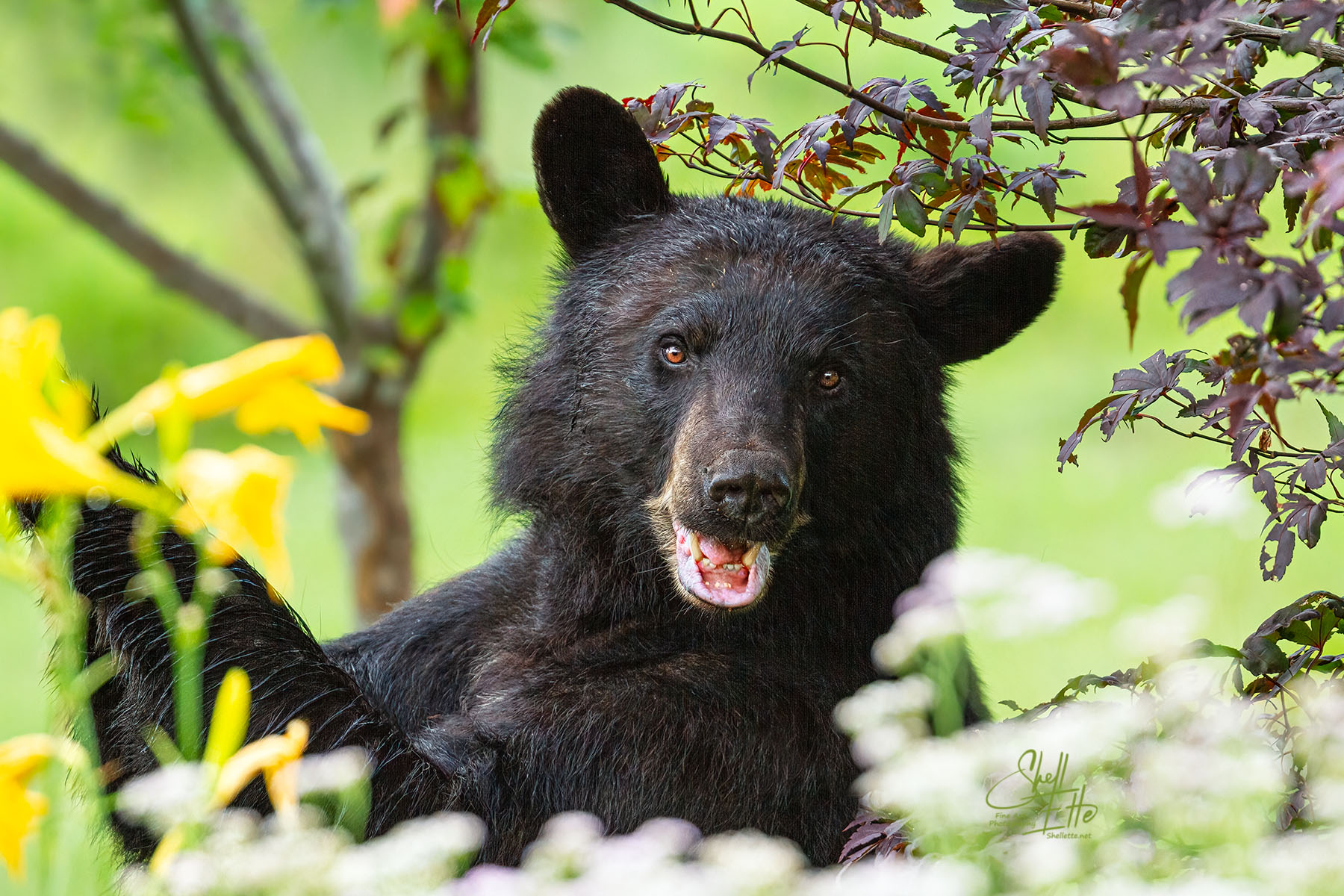 Silly Grin Bear wildlife, animals, , black bear, new hampshire, woods