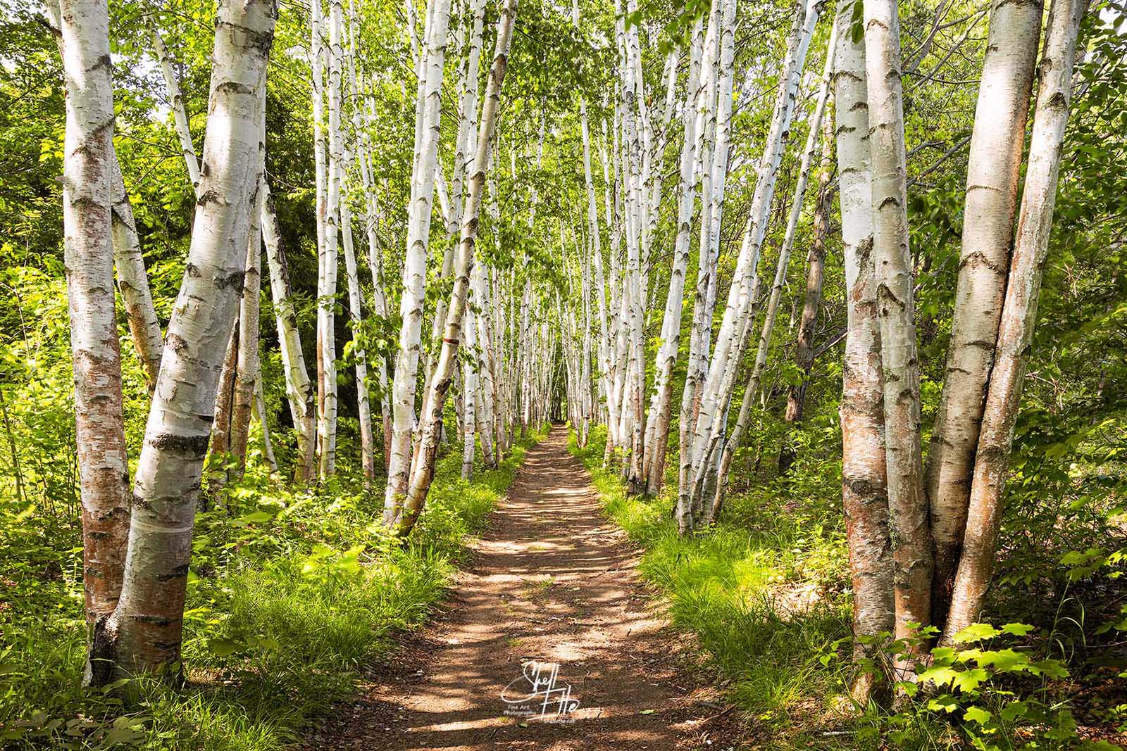 Birch Path Spring Afternoon A path through Birch Trees on a sunny spring afternoon in the White Mtns.