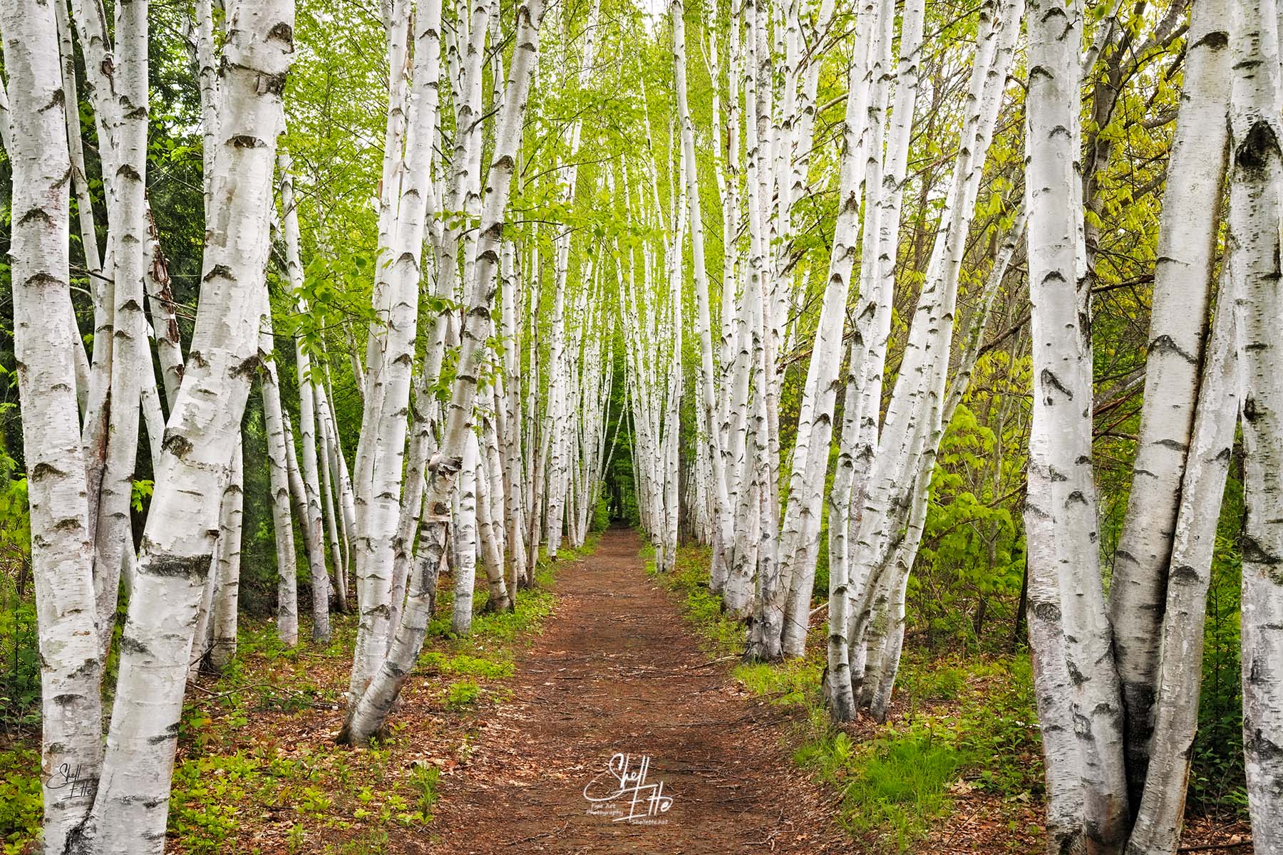 Birch Path Spring Morning A path through Birch trees on a misty spring morning.