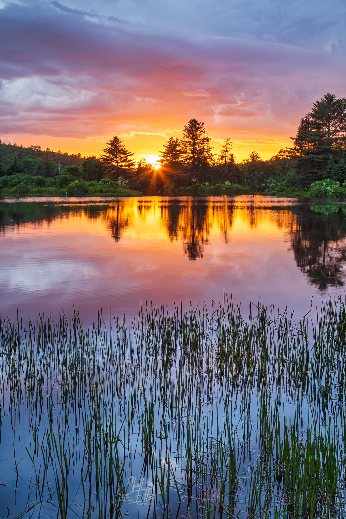 Fire In The Sky Sunset Grass, Coffin Pond Fire In The Sky Sunset Grass, Coffin Pond