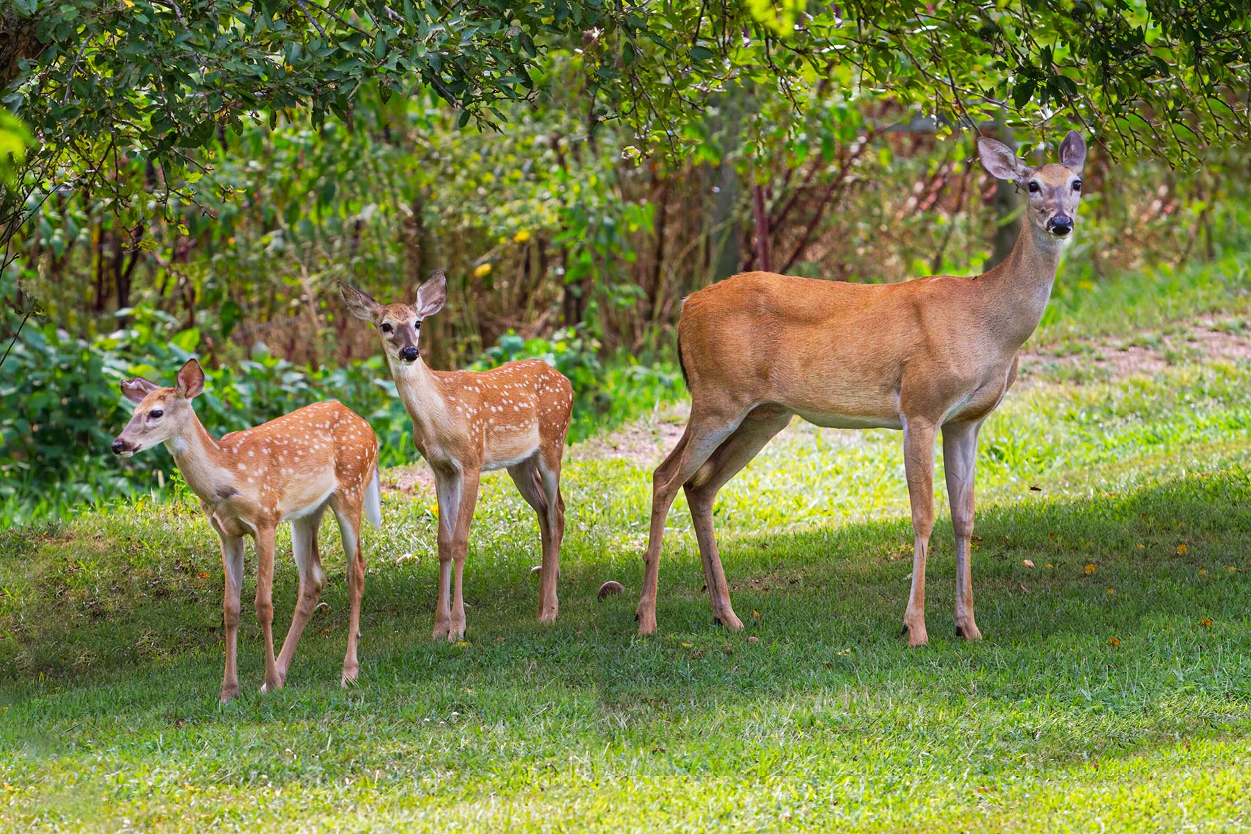Doe and Fawns wildlife, animals, white tailed deer, fawn