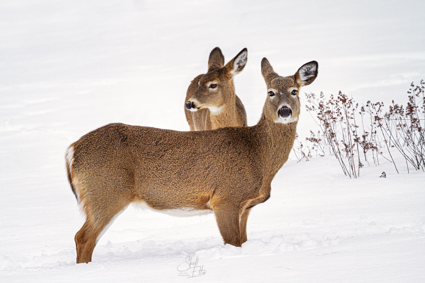 Doe and Fawn Winter wildlife, animals, deer, white tailed deer