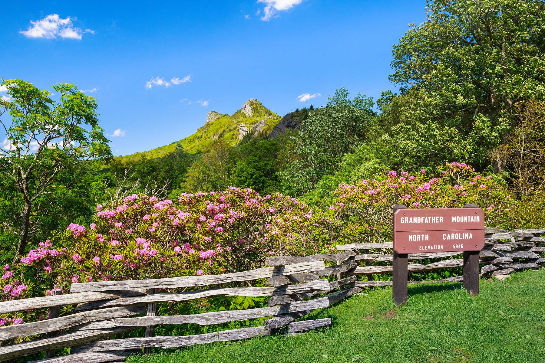 Grandfather Mountain Wild Azaleas and Grandfather Mountain
