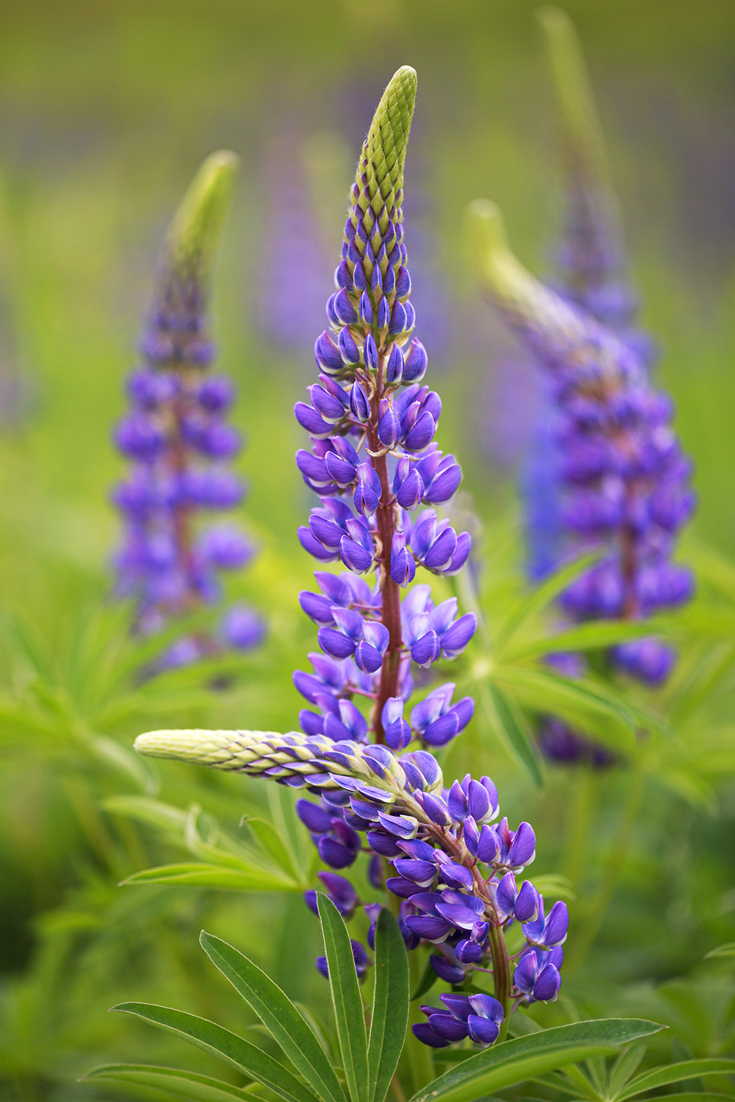 Lean On Me Lupines A smaller Lupine leans on a larger one for support.