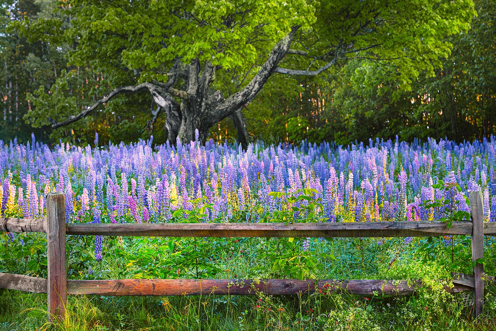 Lupine Fence A rustic fence framing the field of multicolored Lupines.