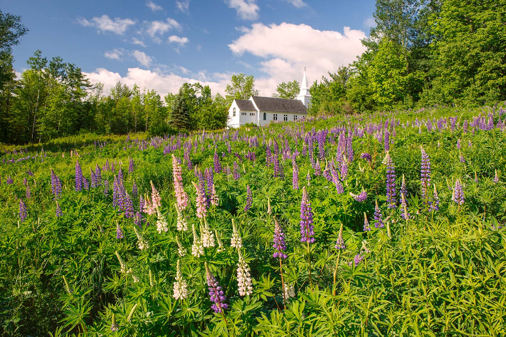 Lupine Church Field Lupines blooming in St Mathew's Chapel field.