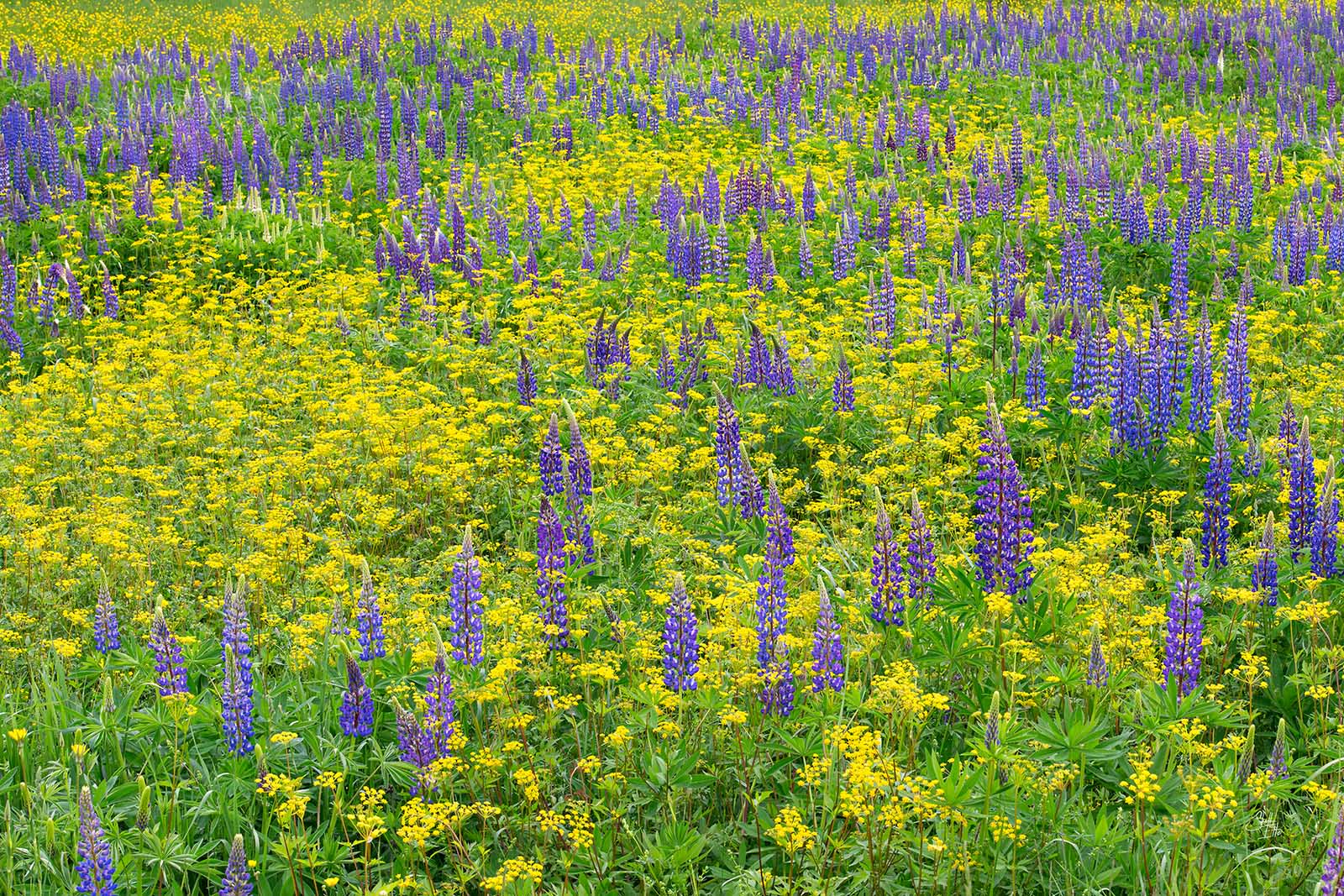 Lupine Field Potpourrie A medley of wild Lupines and Golden Alexanders.