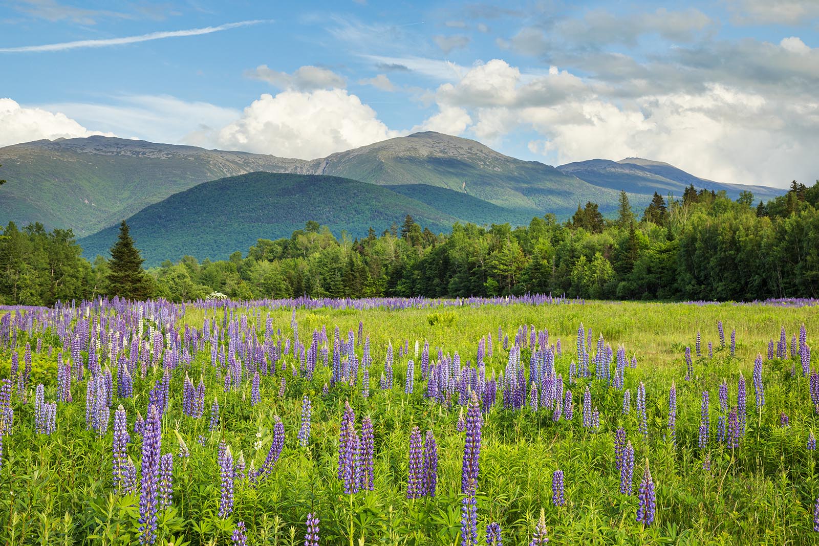 Lupines and Presidential Mountains A field of Wild Lupines with a majestic backdrop of the Presidential Mountains.