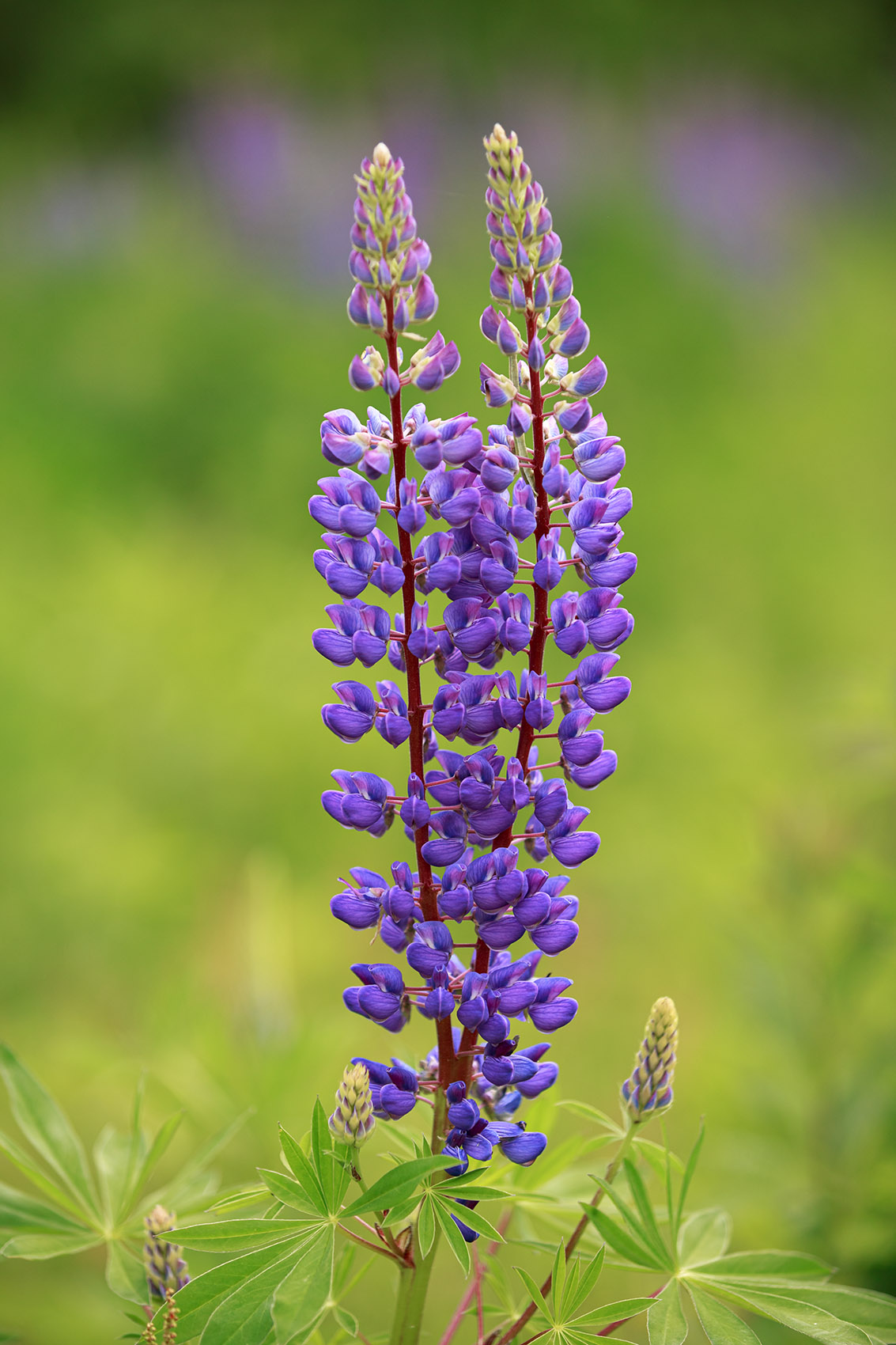 Lupine Twins Two Lupines on one stem.