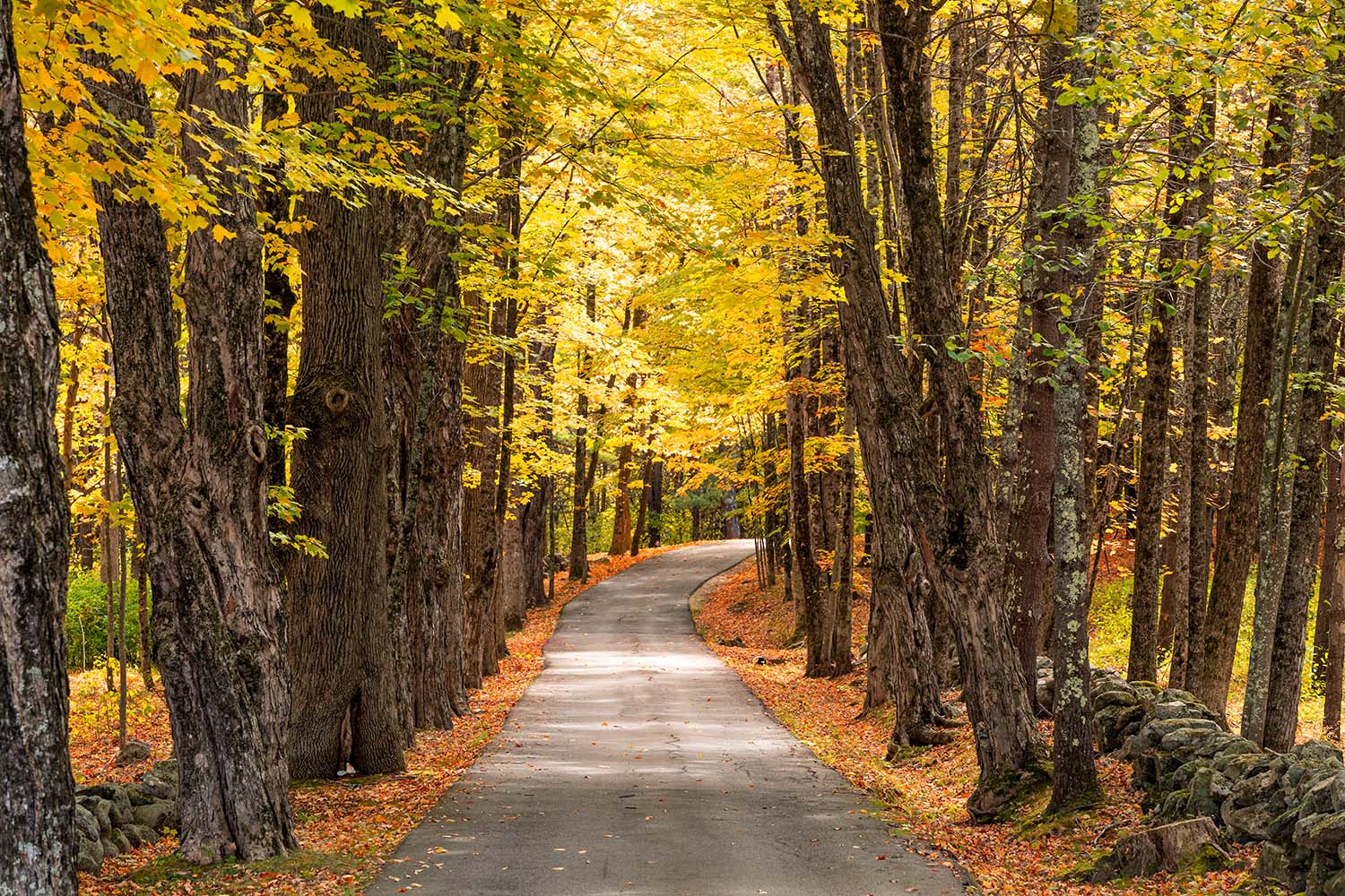 Aututmn Maple Trail A driveway lined with Sugar Maple trees in autumn.