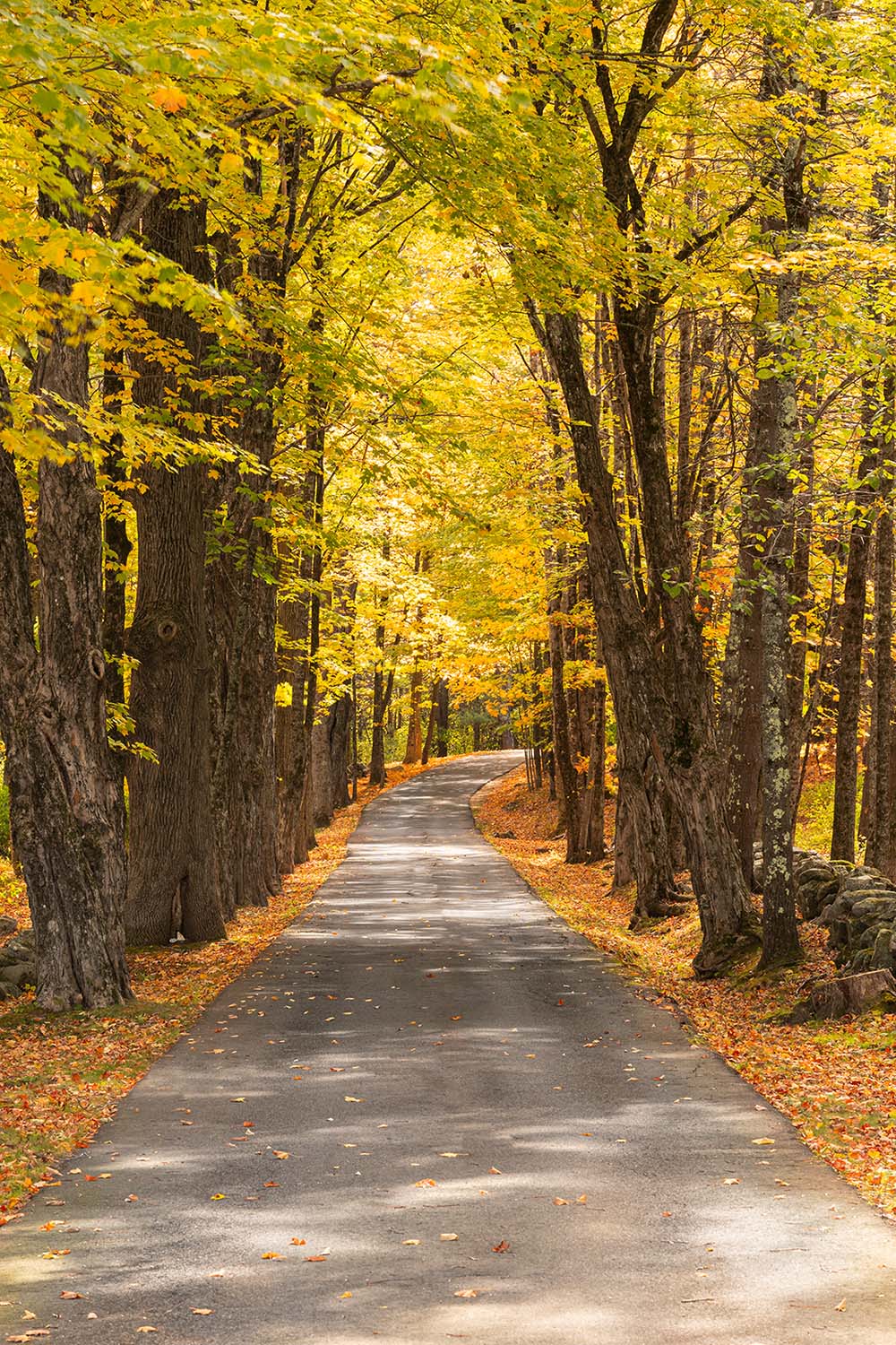 Autumn Maple Trail vertical A driveway lined with Sugar Maple trees in autumn.