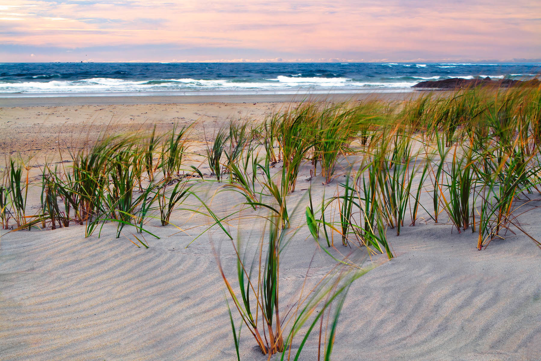 Morning Zen Sunrise Tall grass waves in the rippled sand as the dawn sky turns pink at Hampton Beach State Park.