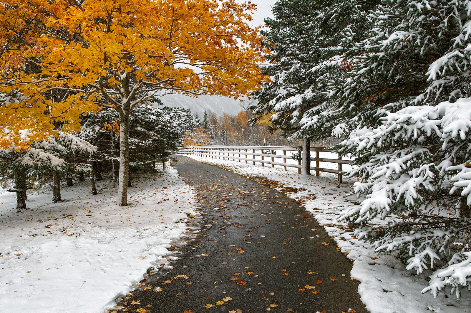 Pasture Walk in the Autumn Snow The Franconia Notch bike path after during autumn with new fallen snow in the White Mountains.