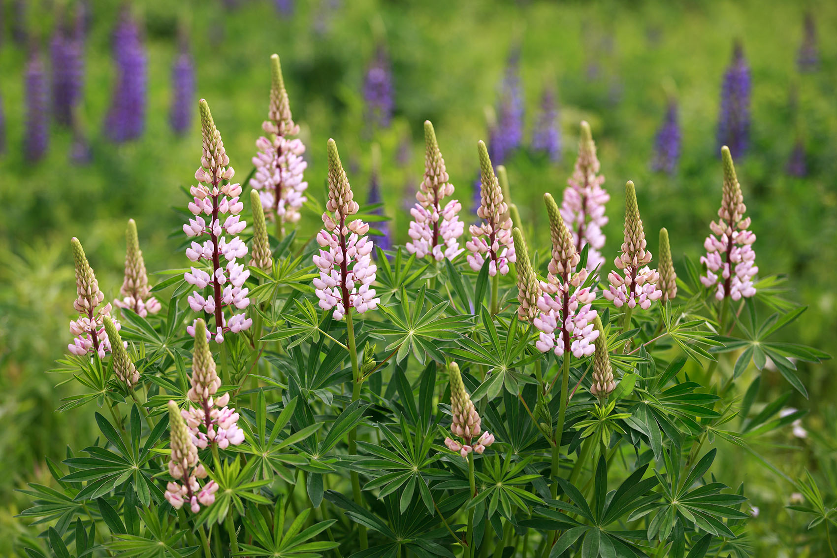 Pink Lupine Family A family of Pink Lupines.