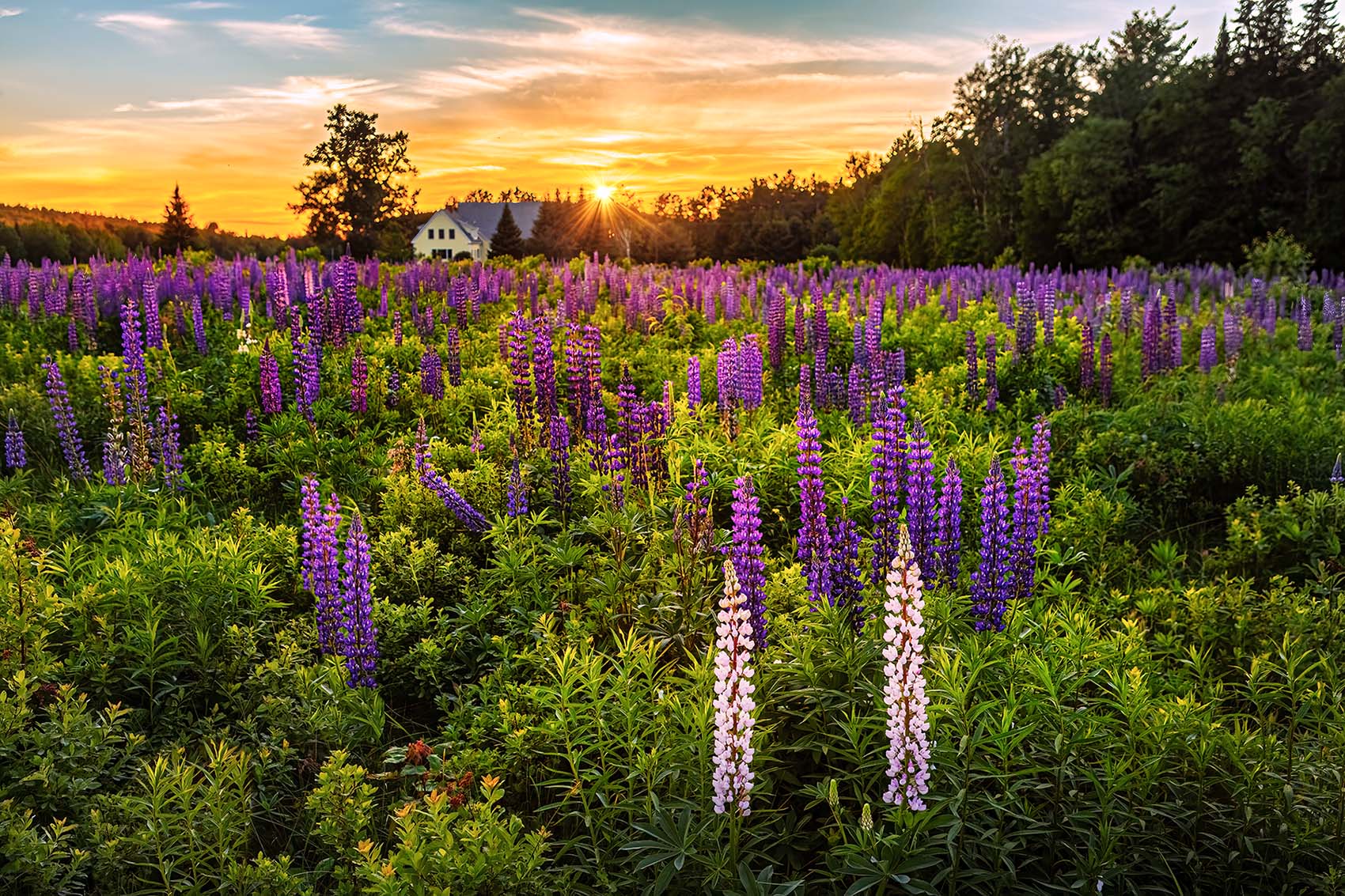 Pink Pair Lupine Sunset A pair of Pink Lupines in a field of purple Lupines at sunset.