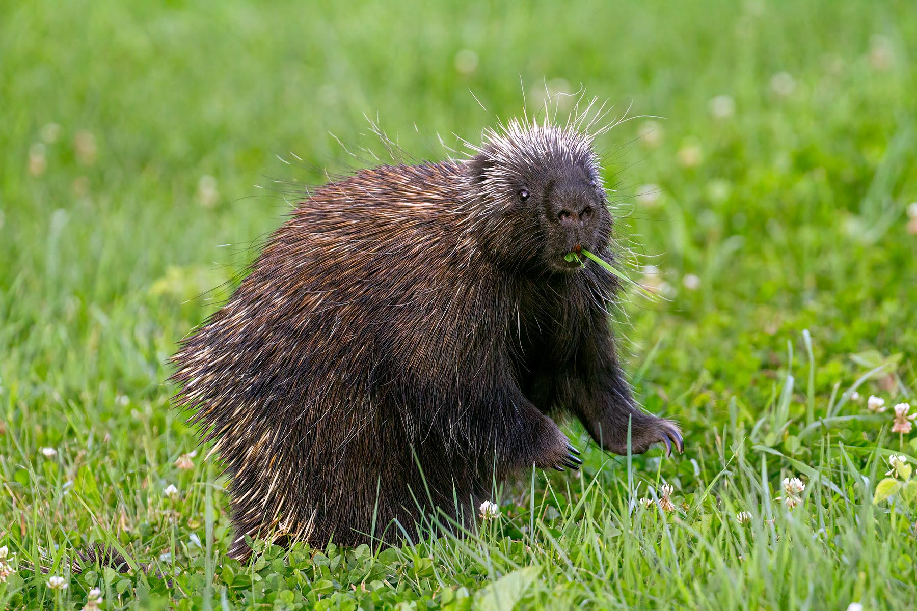 Porcupine Mouthful wildlife, animals, porcupine